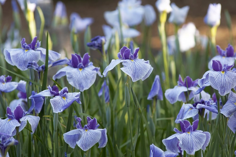all types of Missouri native flowers including the dwarf crested iris