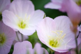 primrose missouri native flowers
