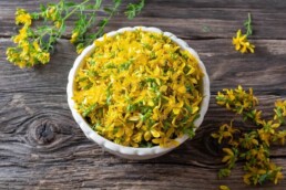 st johns wort plant and the benefits