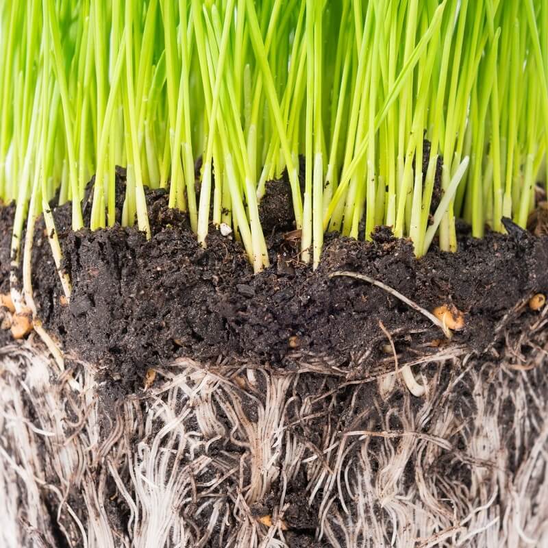benefits of healthy soil environmental design