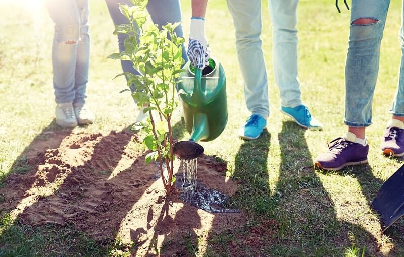 planting trees to create a sustainable landscape