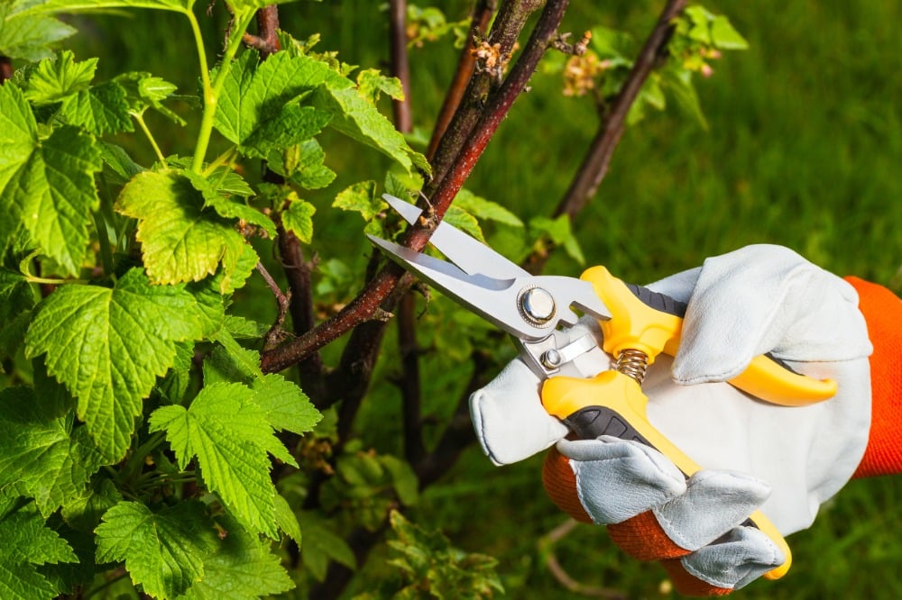 how to maintain native gardens with trimming and pruning