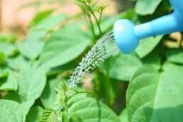 maintenance tips watering native garden