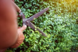 benefits of planting native shrubs in your landscaping