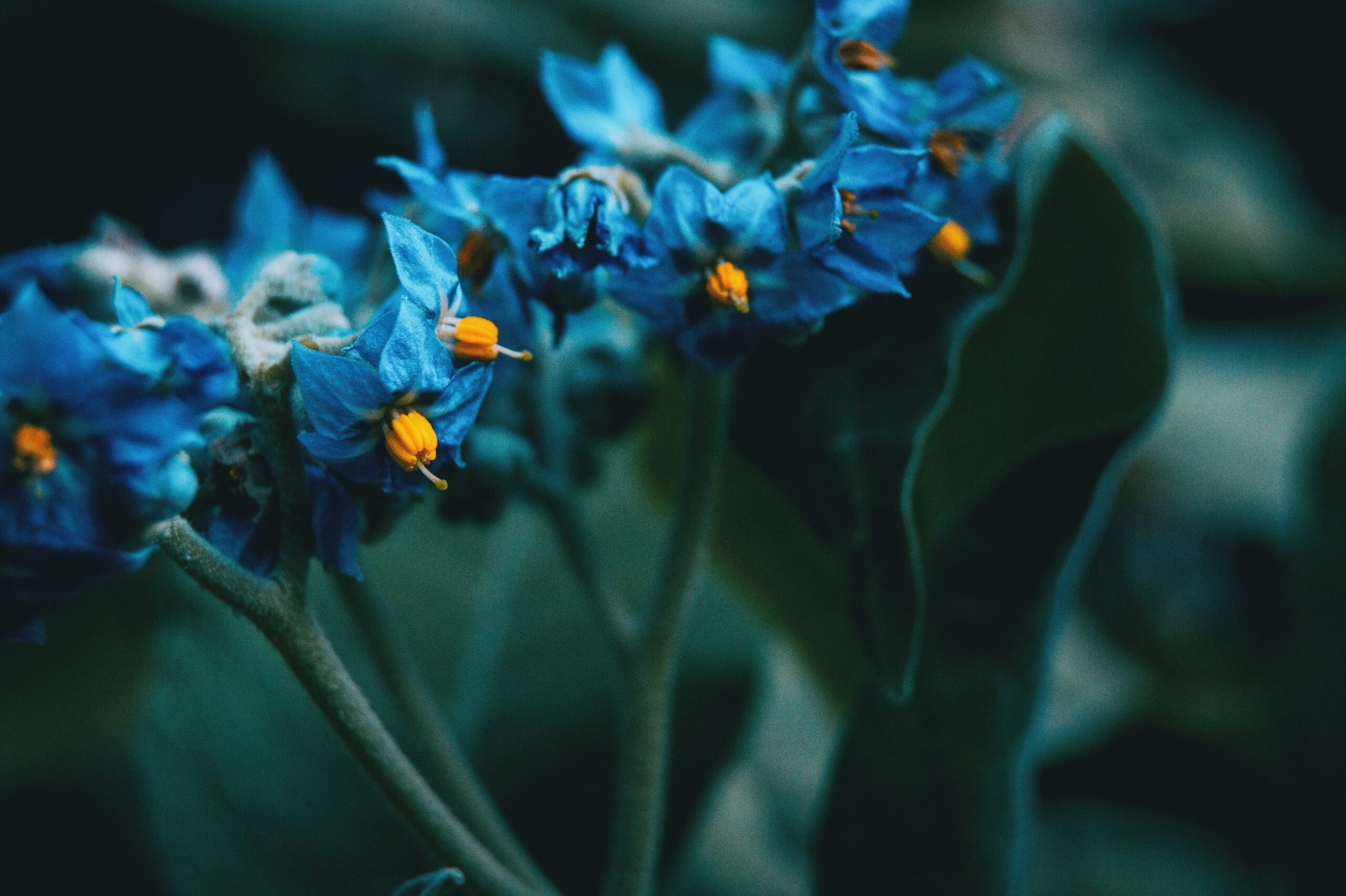 Blue Kansas Flower Solanum Giganteum