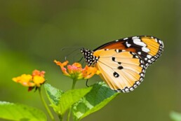benefits of butterfly milkweed shrub