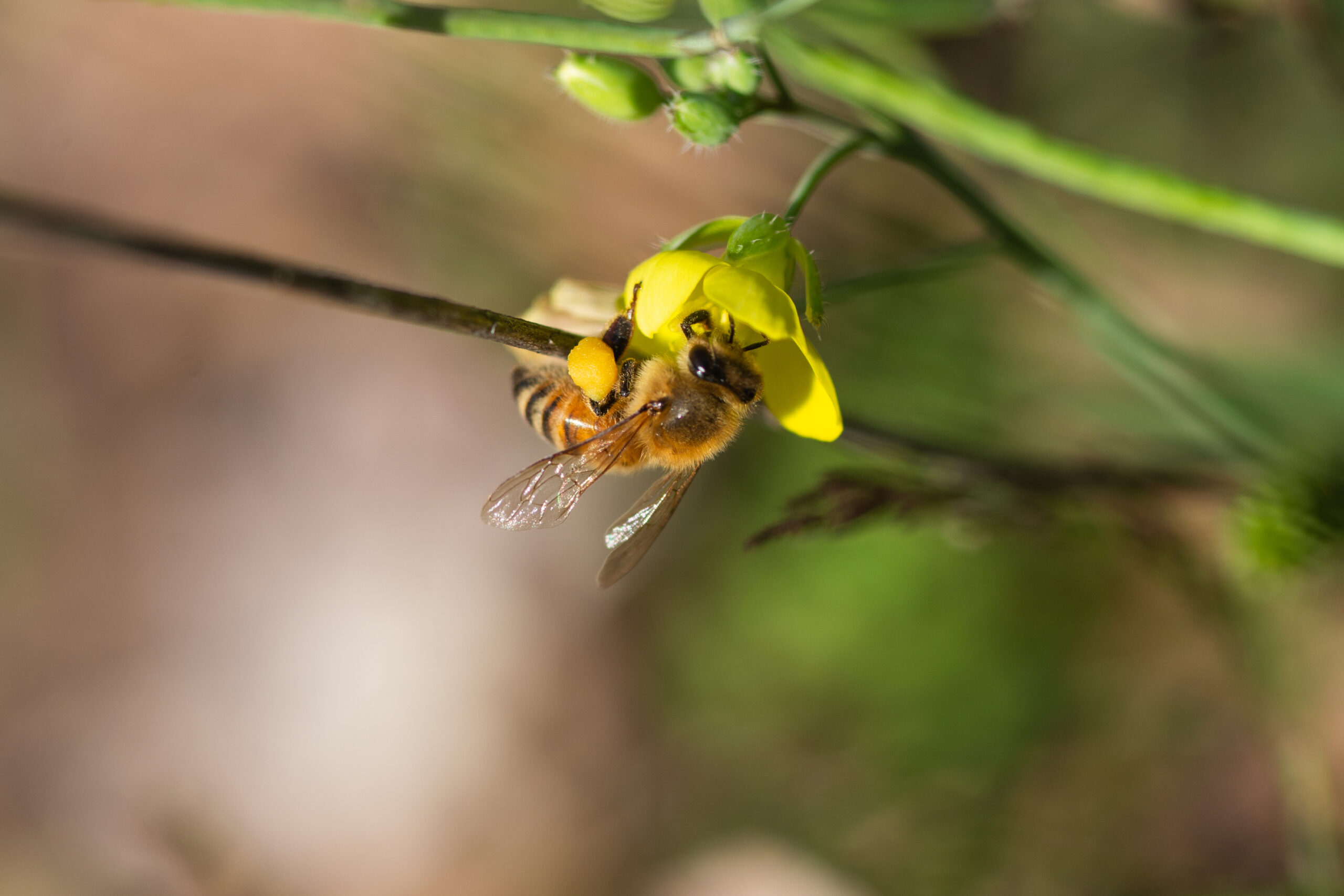 honey bee pollinators