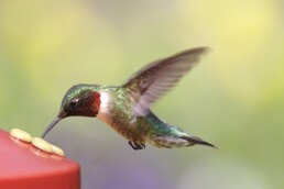 protecting keystone species with hummingbird feeder